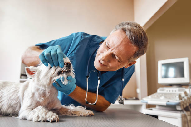 Best Emergency X-Rays and Diagnostics in Cheboygan, MI