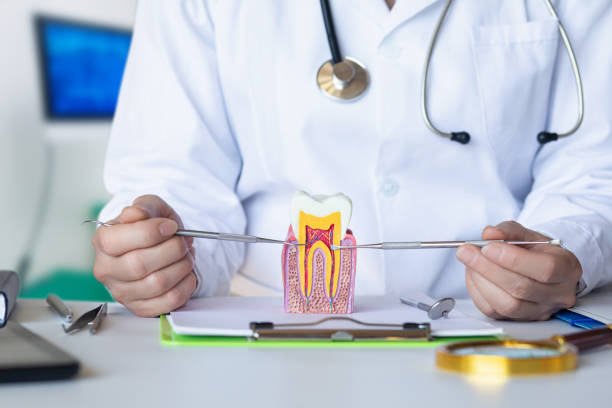 Best Knocked-Out Tooth (Avulsed Tooth) Treatment in Cheboygan, MI